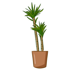 Plant Yucca 