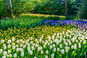 Beautiful blooming flowers in Keukenhof Garden in Holland. Selective focus