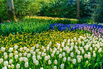 Wandcirkels aluminium Beautiful blooming flowers in Keukenhof Garden in Holland. Selective focus © beataaldridge
