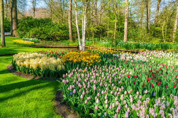 Beautiful Keukenhof Garden with blooming flowers, Holland