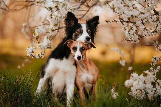 Fototapeta Dwa psy border collie i whippet przytulają się do siebie w sadzie jabłoni o zachodzie słońca