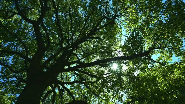 大木の隙間から日の光がこぼれる様子
