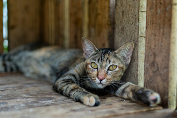 cat sleep on the ground, lovely animal