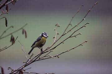 Eurasian blue tit sitting on a twig in winter