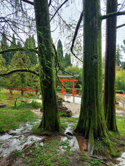 Old trunks trees, covered with moss in the Japanese garden of the arboretum of Sochi, Russia.