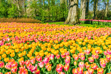 Beautiful Keukenhof Garden with blooming tulips, Holland. Selective focus