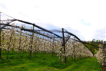 Apfelbl&uuml;te in der steirischen Apfelstra&szlig;e (5)