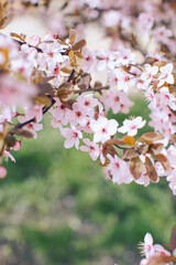 Spring cherry blossoms on a tree branch