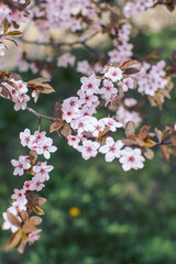 Spring cherry blossoms on a tree branch
