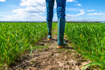 A man farmer checks how wheat grows in the field. Selective focus.