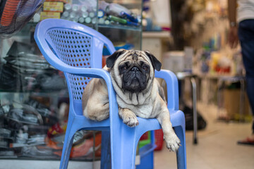 A French bulldog lies on a plastic chair with a serious look on his face