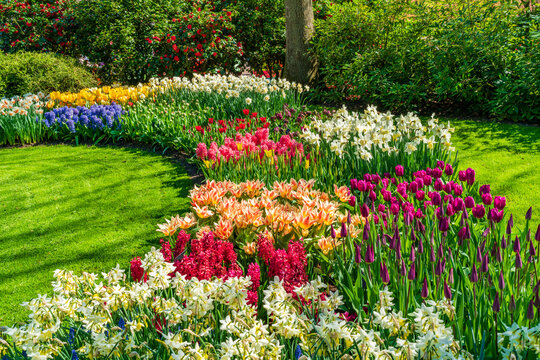 Beautiful blooming flowers in Keukenhof Garden, Holland. Selective focus