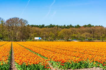 Fields with colorful tulips in Lisse, Holland