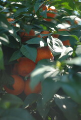 Orange tree 