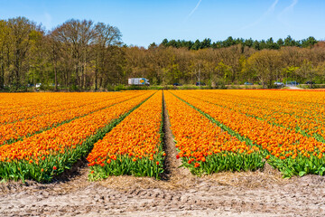 Fields with colorful tulips in Lisse, Holland