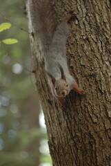 squirrel on tree