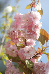 pink cherry blossoms