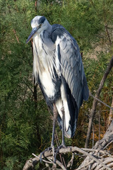 grey heron Ardea cinerea is a common bird in emporda girona catalunya spain