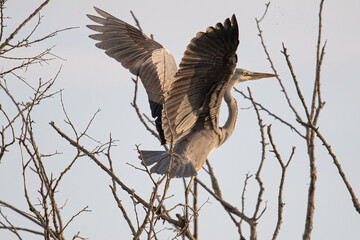 grey heron Ardea cinerea is a common bird in emporda girona catalunya spain