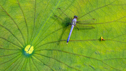 Looking down on a blue dragonfly resting on lily pad leaf in a pond - Powered by Adobe