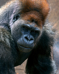 Close-up portrait of a silverback gorilla making eye contact 