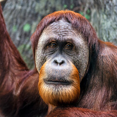 Portrait of an orangutang 