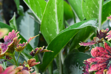 Close-up of plants, macro photography