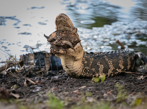 American Alligator with Eastern Mud Turtle as Prey