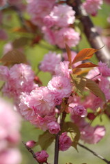 pink blossoms