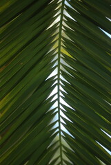 palm leaf background