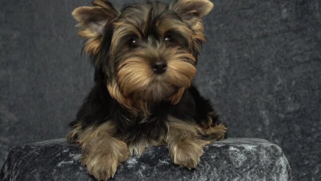 funny yorkshire terrier puppy
