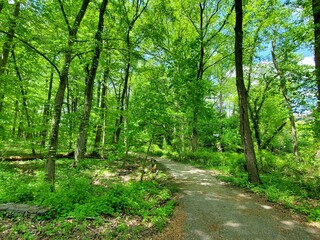 Obraz premium Beautiful green trees along the hiking trail near Bellevue Park, Wilmington, Delaware, U.S.A