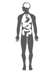 human form silhouette with major organs