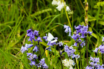 A floral background shot with green grass and forget me knot flowers