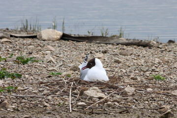 A beautiful animal portrait of a Mediterranean Gull on a lake