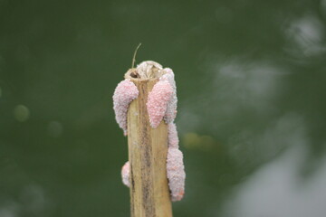 conch eggs on the edge of the river