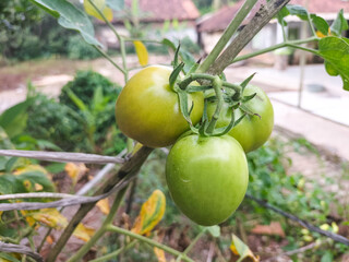 Unripe tomatoes in city balcony garden, waiting to be harvested.