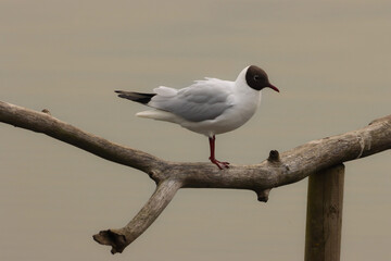 animal, background, beak, beautiful, beauty, behaviour, bird, black face, blue, body part, calm, colors, cute, different, feathers, glide, immigrant, lake, mediterranean gull, nature, outdoor, outdoor