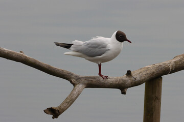 animal, background, beak, beautiful, beauty, behaviour, bird, black face, blue, body part, calm, colors, cute, different, feathers, glide, immigrant, lake, mediterranean gull, nature, outdoor, outdoor