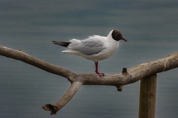 animal, background, beak, beautiful, beauty, behaviour, bird, black face, blue, body part, calm,...
