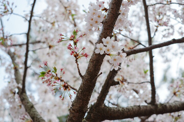 Close focus on cherry blossom (Sakura Tree Flower) and soft blur background