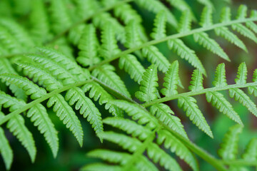 Close up of plants, flowers, leaves. Flat lay photography