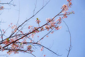 Close focus on cherry blossom (Sakura Tree Flower) and soft blur background