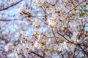 Close focus on cherry blossom (Sakura Tree Flower) and soft blur background