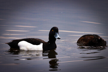A beautiful animal portrait of the rare Ring Necked Duck on a lake