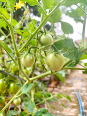 Tomato plantation on the city balcony of the backyard.