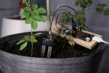 Soil moisture sensor is controlled by an Arduino microcontroller, programmed to send moisture values to a smartphone. Internet of Things. - obrazy, fototapety, plakaty