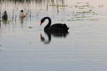 A beautiful animal portrait of a rare Black Swan on a lake