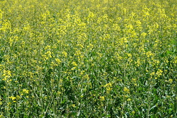 Ausschnitt eines gelben Rapsfelds im Frühling bei Sonnenschein