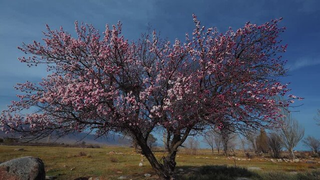 One big apricot tree blooming on mountains background, Kyrgyzstan